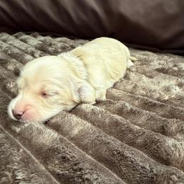 Black Collar - Cream male Dachshund puppy in Descanso, California from Kendaline Kennels