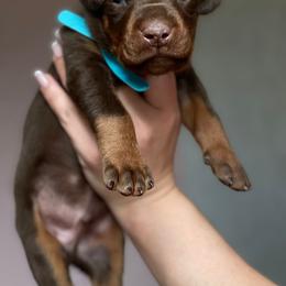 Belgian Malinois and Doberman Pinscher Puppies from Artaks Home