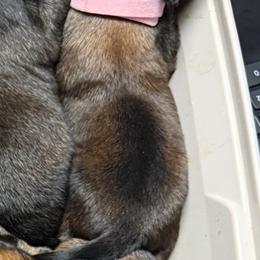Zira - Sable female Working Dog Cross puppy in Sheridan, Arkansas from Dark Sky Kennels