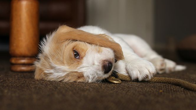 Grand Basset Griffon Vendeen