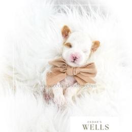 W E L L S - Red  male Goldendoodle puppy in Cedar City, Utah from Cedar Doodles- Home of the Teddybear Goldendoodle