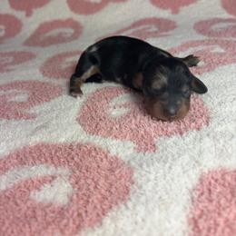 Henry - Dapple male Dachshund puppy in Lake City, Florida from My Ditzy Doxies of Florida