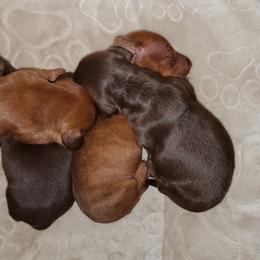 Dachshund Puppies from Newbern's Nuggets