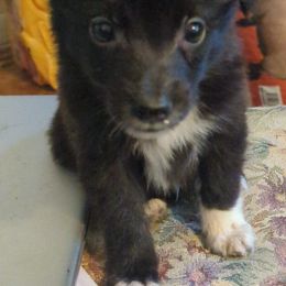 Boy 1 - male Australian Shepherd puppy in Whitsett, North Carolina from GOLDSTAR & HARDINS AUSSIES