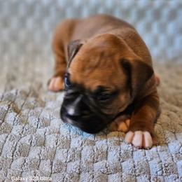 Jessie - Fawn male Boxer puppy in Pine River, Wisconsin from Jenks Boxers