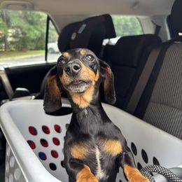 Dachshund puppies from White Oak Kennels
