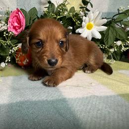 Shaded Red girl 2 - Red female Dachshund puppy in Alice, Texas from Crimson’s longhair Dachshunds