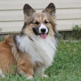 Huxley - Pembroke Welsh Corgi