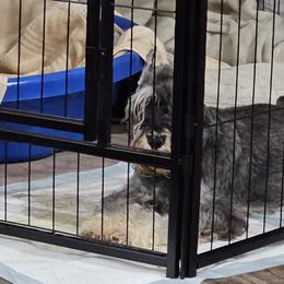 Miniature Schnauzers from Harbinger Miniature Schnauzers