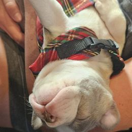 Boston Terriers from B&B Bostons