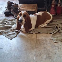Abigail - Basset Hound