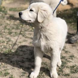 Australian Shepherd and Maremma Sheepdog Puppies from Wild R Australian Shepherds