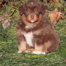 Jocasta - Red tri-color female Miniature American Shepherd puppy in Hillsdale, Michigan from Faithwalk Aussies and Mini American Shepherds