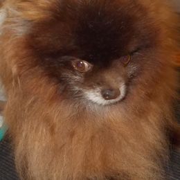 Pomeranians from K Dot Poms