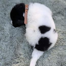 Brown Boy (Osa) - White and black male Newfoundland puppy in Independence, Missouri from K & L Ranch