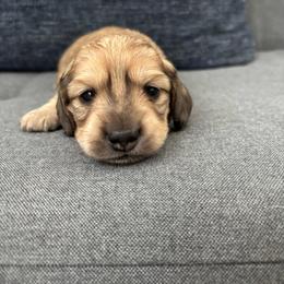 Gidget - Cream female Dachshund puppy in New Smyrna Beach, Florida from J & L Mini D’s