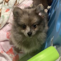 Yogi - Blue merle male Pomeranian puppy in Brentwood, California from Royalpawpoms