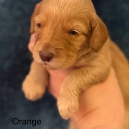 Puppy Orange - Caramel female Australian Labradoodle puppy in Oxford, Mississippi from Stony Brook Australian Labradoodles
