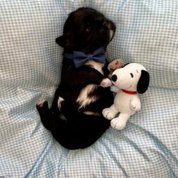Schroeder - Black and white male Shih Tzu puppy in Springboro, Ohio from Shih Tzus of Springboro LLC.