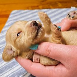 Dolly Parton - Cream female Dachshund puppy in Mayport, Pennsylvania from Debbie's Dachshunds