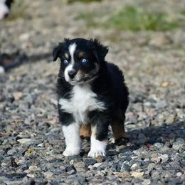 Phoenix - Black tri-color male Australian Shepherd puppy in Prineville, Oregon from KC’s Aussies