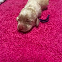 Purple - Cream female Cocker Spaniel puppy in Phil Campbell, Alabama from Clark’s Cocker Spaniels