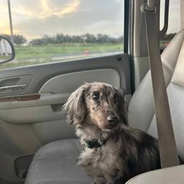 Moose - Dapple male Dachshund puppy in Gatesville, Texas from Emily’s Doxie Domain