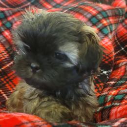 Shih Tzu Puppies from AKC Shih Tzu Champion Line Puppies