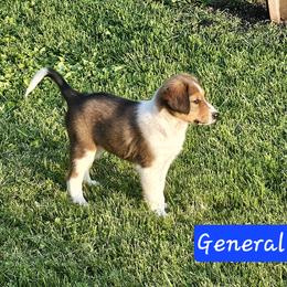 Old Time Scotch Collie Puppies from Ashgrove Farm