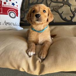Light Blue Collar Boy - Dark golden male Golden Retriever puppy in Bristol, Tennessee from The Dogstead