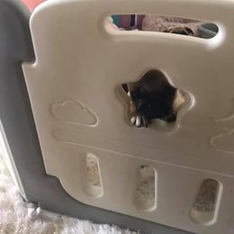 Pug Puppies from Pickwick Pugs