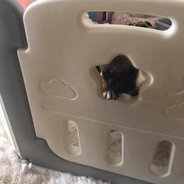 Pug Puppies from Pickwick Pugs