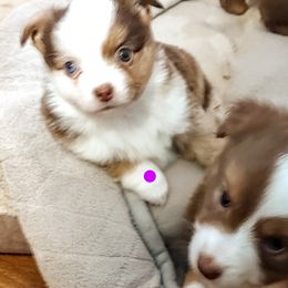 Miniature Australian Shepherds from Restabitaussies