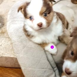 Miniature Australian Shepherds from Restabitaussies