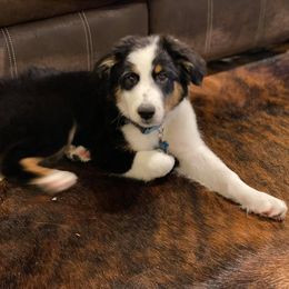 Australian Shepherd and Miniature Australian Shepherd Puppies from Aussie Trail Farms