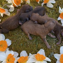 Cockapoo Puppies from Luvin Fur Babies