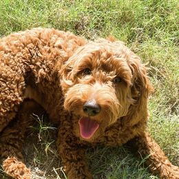 Cavapoo, Goldendoodle, and Poodle All Grown Up from Dlm_doodles