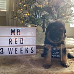 German Shepherd Puppies from Chico's German Shepherds