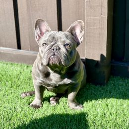 Birdie - French Bulldog