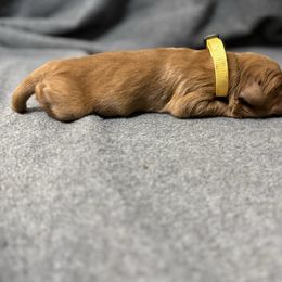 Yellow Collar - Dark golden female Golden Retriever puppy in Chesapeake, Virginia from AmberLight Goldens