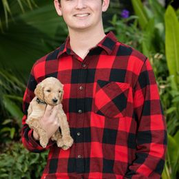 Goldendoodle Puppies from Cooley Doodles