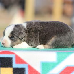 Ruby - Dilute blue female Australian Shepherd puppy in Quapaw, Oklahoma from Rocky Hill Aussies