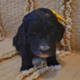 Bernedoodle Puppies from McKenzie Payne