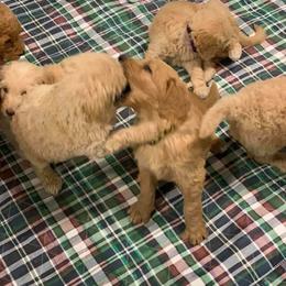 Goldendoodle Puppies from Bear Ridge Doodles