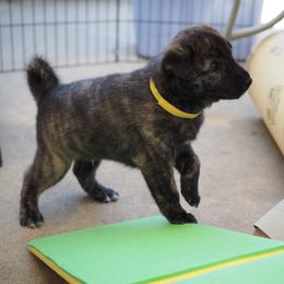 Jindo Puppies from YooShin Kennels