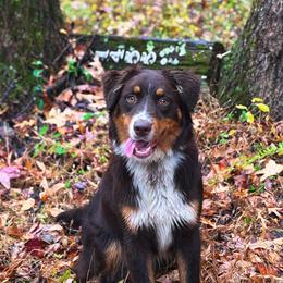 Juniper - Australian Shepherd