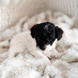 Pooh Bear - Parti male Poodle puppy in Chapel Hill, North Carolina from Cyndi’s Poodles