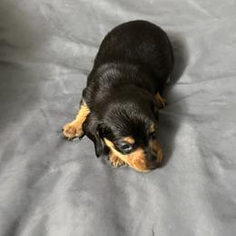 Buttons - Black and cream male Dachshund puppy in Ft Dodge, Iowa from Secret Reality
