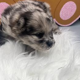 Boy 1 - Blue merle male Pomeranian puppy in Brentwood, California from Royalpawpoms