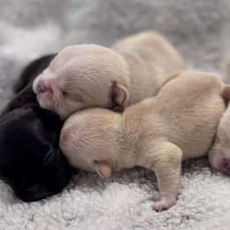 French Bulldog Puppies from Mississippi Sound Frenchies